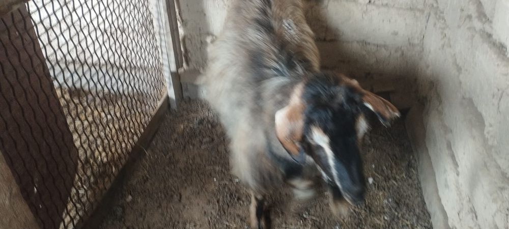 Лақты ешкі сатылады