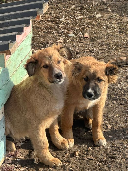 Отдам собак . .