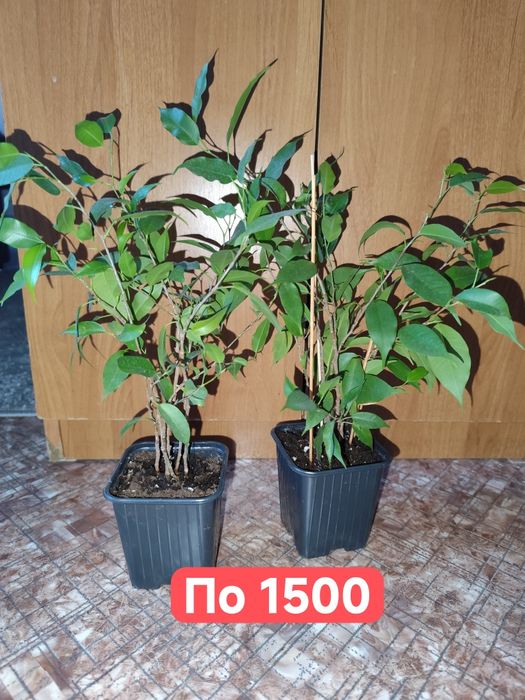 Фикус Бенджамина