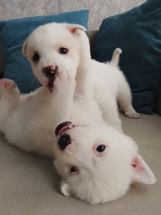 Щенки ждут любящих хозяев