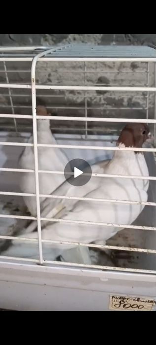 Продам разных голубей