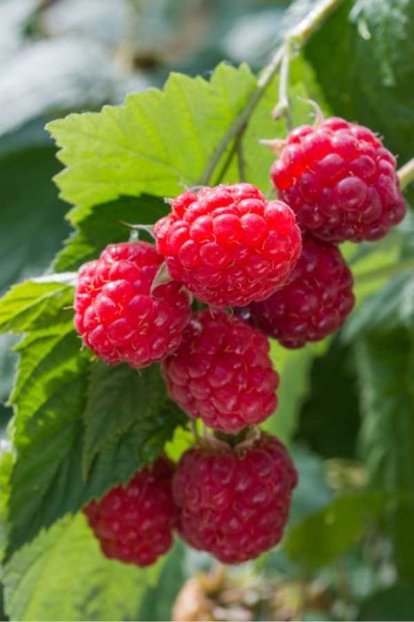 Уникален ЦЕЛОГОДИШЕН Разсад Корени - Ягоди и Малини