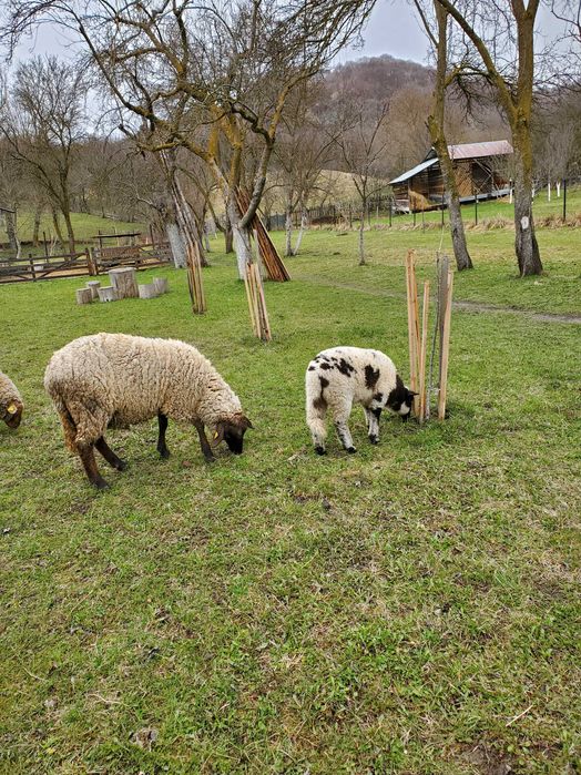 Vand oi cu miei dupa ele
