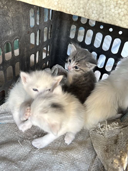 Отдам котенки в хорошие руки