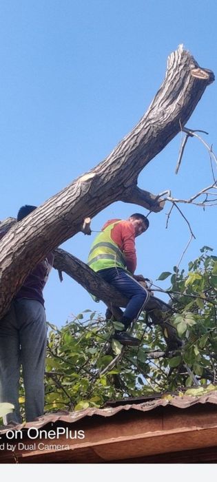 Дарахт кесиш буталаш бензапила хизмати Газон Ланшафт