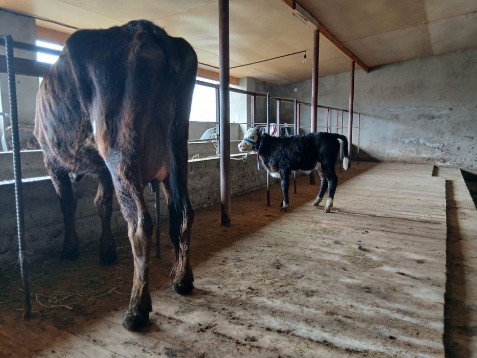 Бұзаулы сиыр сатылады .