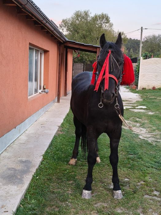 Mânz castrat de vanzare