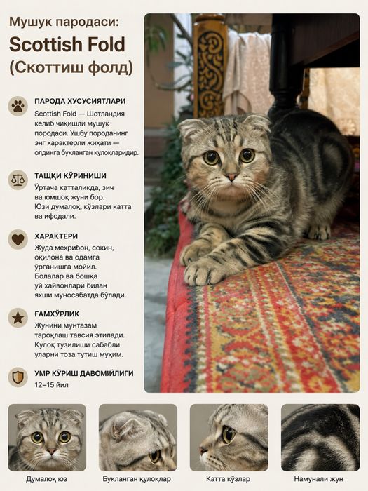 Scottish fold 2 oydan oshgan parodasi toza korinishi zor!