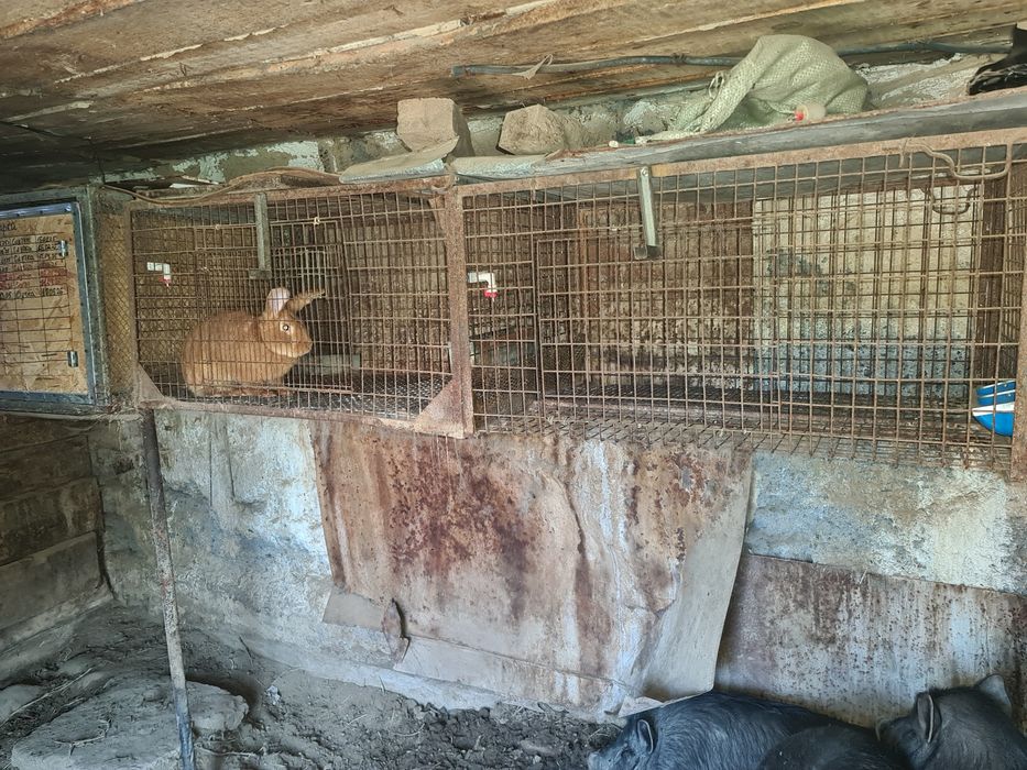 Продам кроликов бургунские