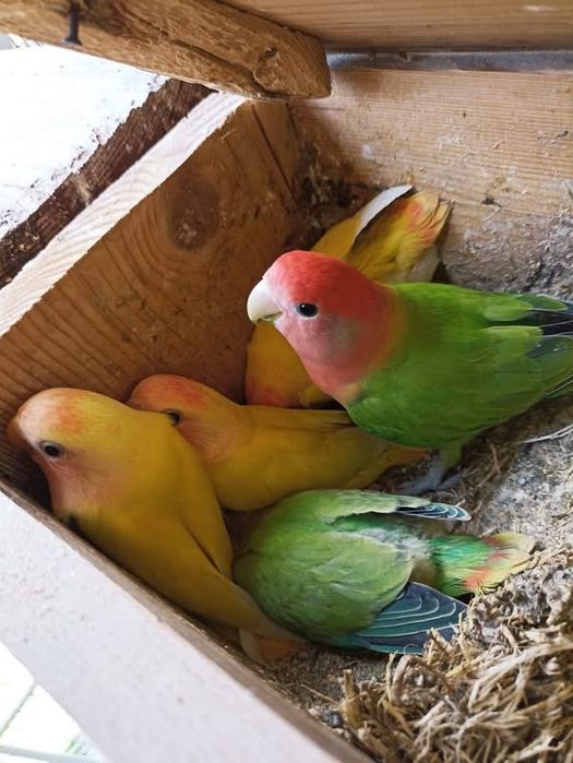Papagali agapornis puiuti amorezi