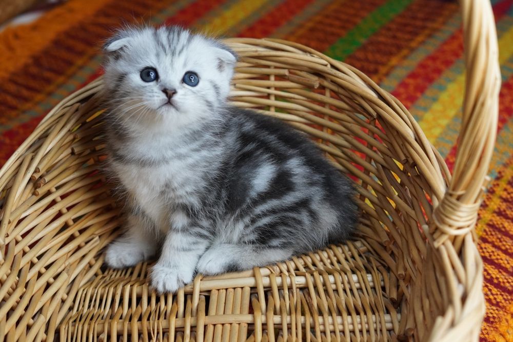 Шотландские котята