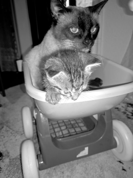 “Siam tipidagi chiroyli mushuk va mushukcha sotiladi”