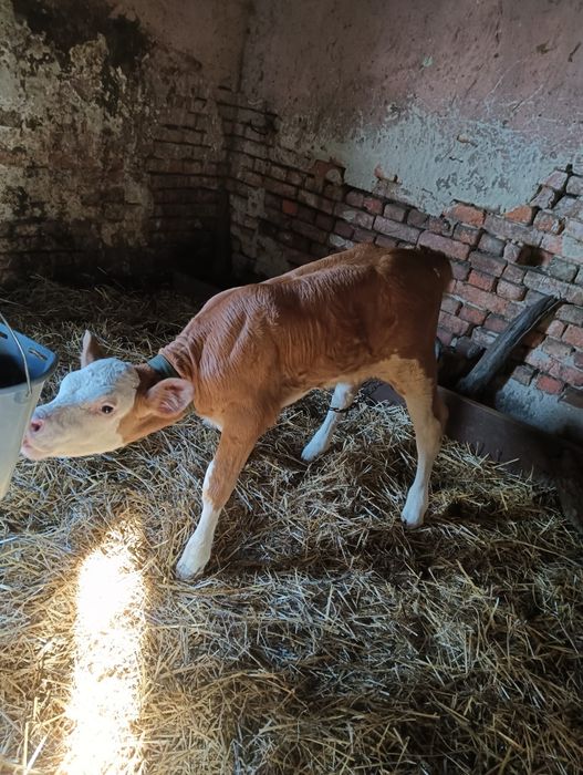 Vând vițeaua Bălțată