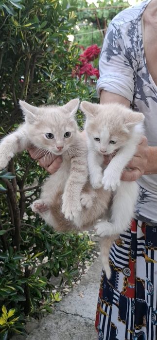 Подарявам малки котенца