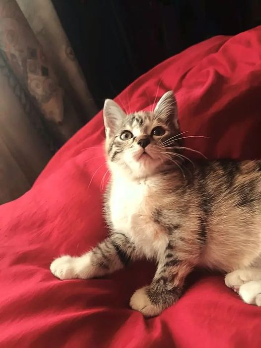 Отдам двух милых котят