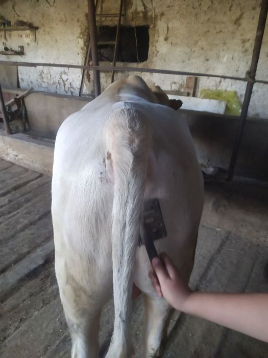 Qurbon Hayitga semiz buqa sotiladi