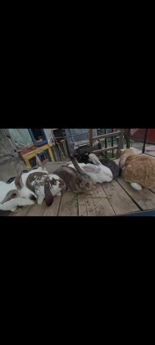 Vând sau schimb Iepuri maturi și pui