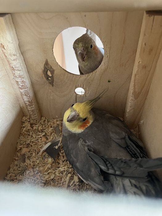 Чиройли Корелла попугай