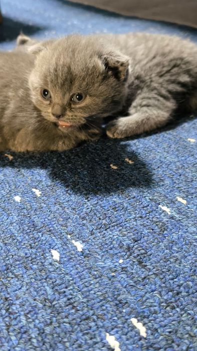 scottish fold kulrang