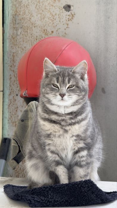 Продам котят мама вислоухая