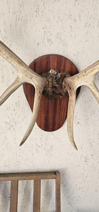 Продам рога оленя