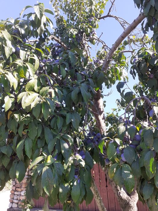 Prune de țuică anaspet