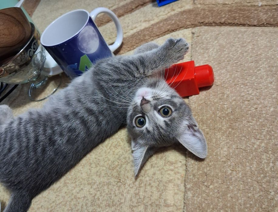 Отдам котёнка в хорошие руки