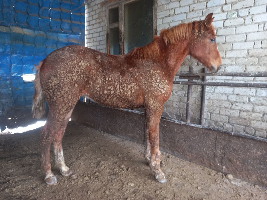 Продам жеребчика и кобылку