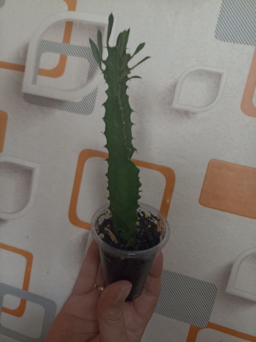 Цветы (отростки)