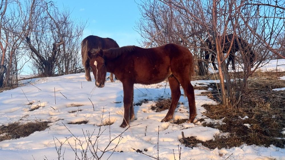 Еркек тайлар сатылады! Продам жеребчиков!