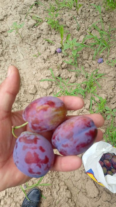 Prune de vânzare