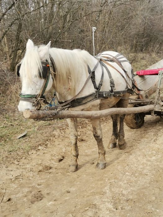 Vând sau schimb  armasar