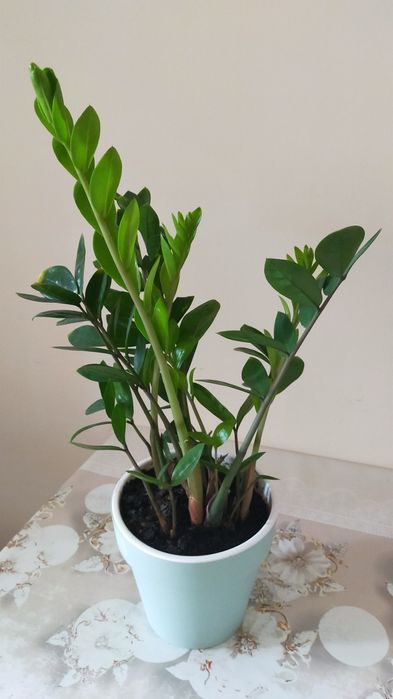 Продам молодое долларовое дерево