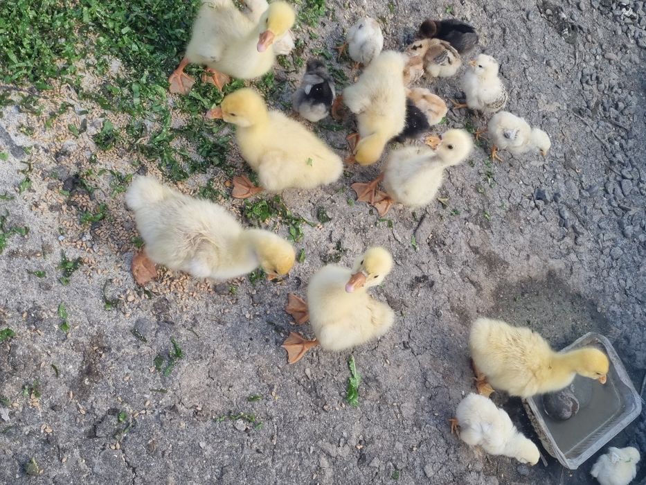 boboci de gâscă de vanzare