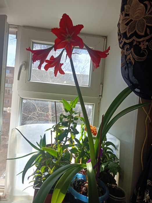 Продам цветущий гиппеаструм