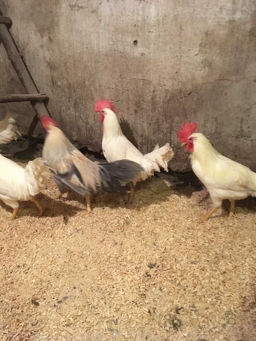 Куры несушки породы Леггорн