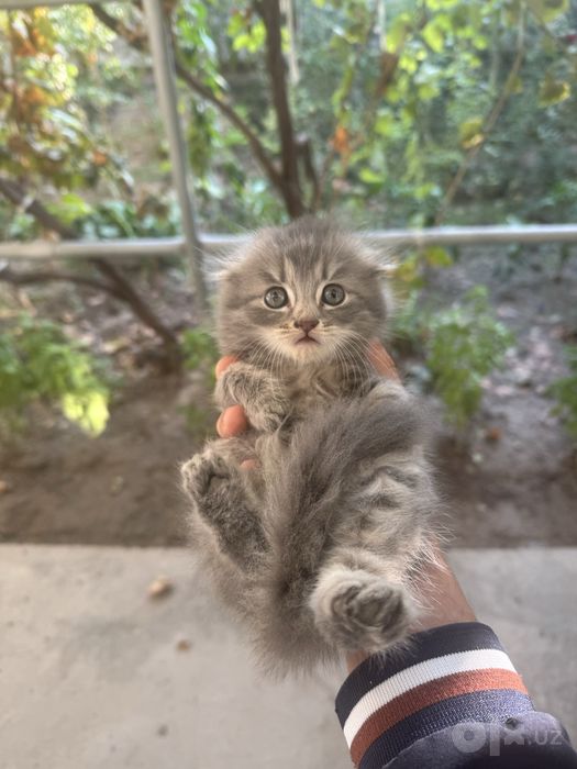 Scottish fold
