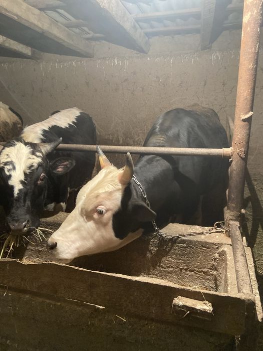 4 бас бука 2 жасар сатылады