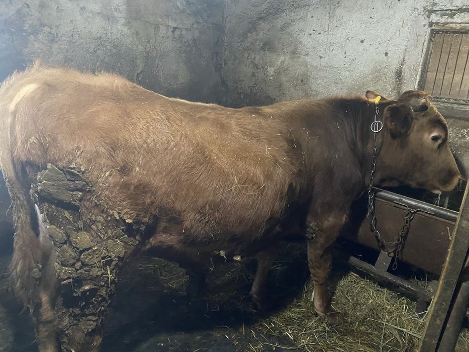 Продам годовалого бычка