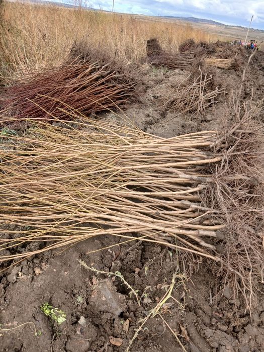 Pomi fructiferi direct pe rod