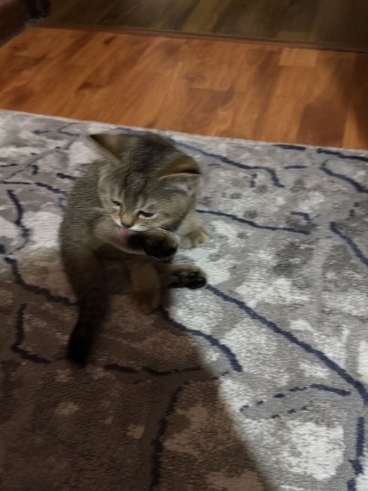 Катёнок 2 месяца