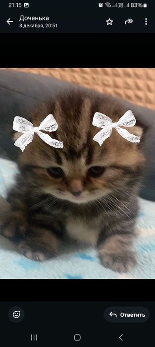 Продвм  шотландских  котят