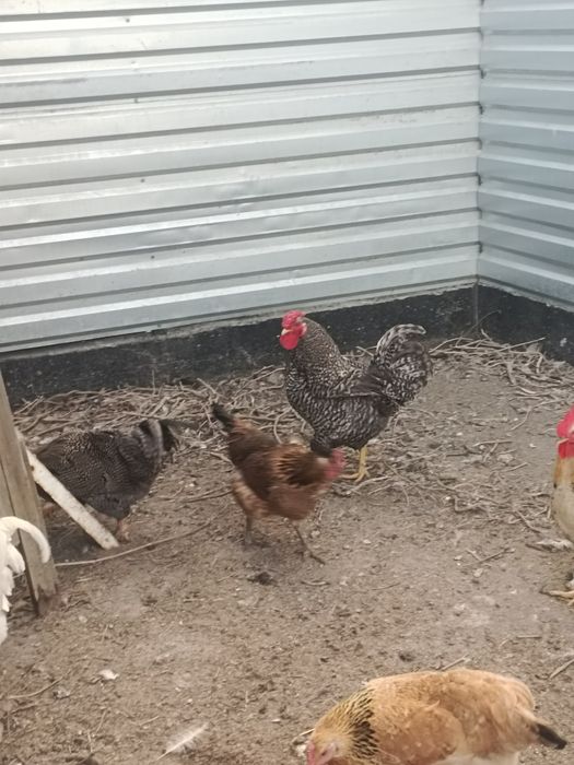 Продам петухов молодые