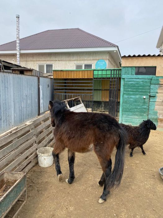 Жеребец Жеребец Жеребец