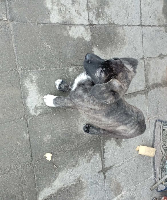 щенок в хорошие руки