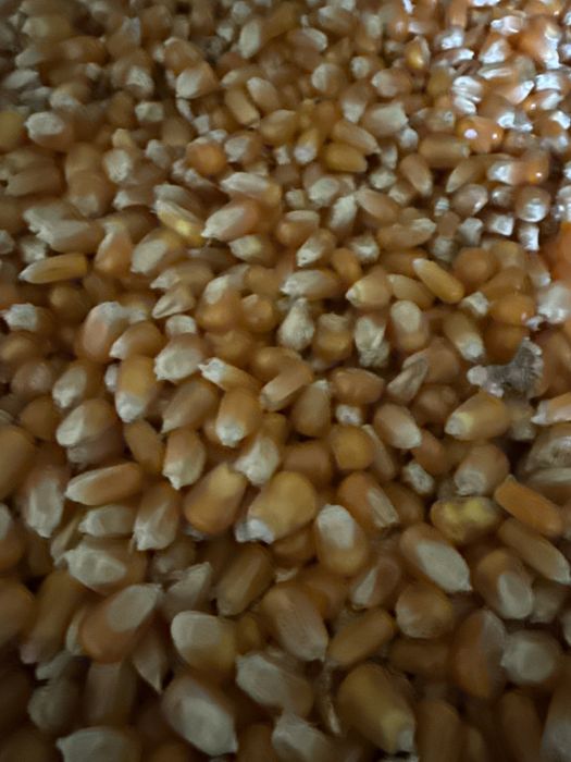 Vand porumb sticlos 2025