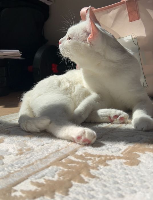 Отдаем в добрые руки