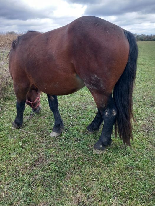 Vând armăsar 3 ani