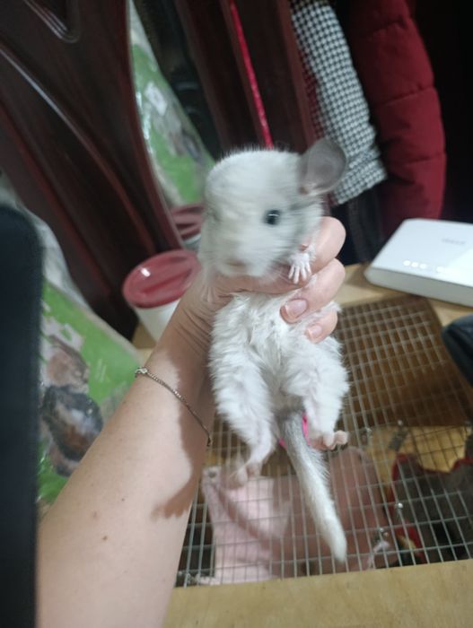 Продам шиншиллу девочку