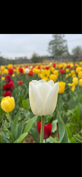 Луковицы тюльпанов